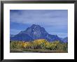 Aspen Trees Along Oxbow Bend, Grand Tetons National Park, Wyoming, Usa by Hugh Rose Limited Edition Print