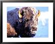 Rocky Mt. Bison, Yellowstone National Park, Wyoming, Usa by Gavriel Jecan Limited Edition Print