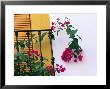 Bougainvillea Flower On Balcony, Cordoba, Andalucia, Spain by John Banagan Limited Edition Print