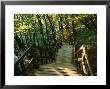 Stairs To Ocean At Mons Klint, Mon, Storstrom, Denmark by John Elk Iii Limited Edition Print