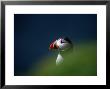 Puffin (Fratercula Artica), United Kingdom by David Tipling Limited Edition Print