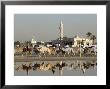 Camels At Dubai Camel Racecourse, Late Afternoon by Terry Carter Limited Edition Print