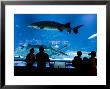 Beijing Aquarium by Greg Elms Limited Edition Print