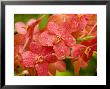 Closeup Of A Hybrid Cultivated Orchid Variety With Dew Drops, Singapore by Tim Laman Limited Edition Print