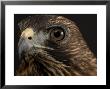 Broadwing Hawk, Lincoln, Nebraska by Joel Sartore Limited Edition Print