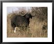 Cape Buffalo With Large Curving Horns And A Cattle Egret by Jason Edwards Limited Edition Print