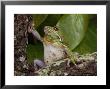Barking Treefrog Climbs A Tree by George Grall Limited Edition Print