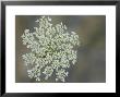 Queen Anne's Lace Blooms by Stephen Alvarez Limited Edition Pricing Art Print