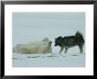 Polar Bear Lolls On His Back While A Husky Looks On by Norbert Rosing Limited Edition Print