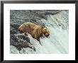 Grizzly Bear Catches A Fish In Brooks Falls by Paul Nicklen Limited Edition Print