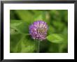 Red Clover, A Wildflower Of The Blue Ridge And Great Smoky Mountains by White & Petteway Limited Edition Print