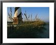 Sea Oats Bending In Wind Near The Cape Hatteras Lighthouse by Steve Winter Limited Edition Print