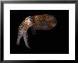 Dwarf Cuttlefish, Sepiola Species, It Has An Internal Shell, Derawan Island, Borneo, Indonesia by Darlyne A. Murawski Limited Edition Print