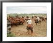 Cowboys On The King Ranch Move Santa Gertrudis Cattle From The Roundup Area Into The Working Pens by Ralph Crane Limited Edition Print