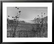 Fog Rolling In Over The Santa Lucia Mountains by Nina Leen Limited Edition Print
