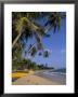 Palm Trees And Beach, Unawatuna, Sri Lanka by Charles Bowman Limited Edition Print