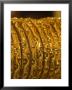 Close Up Of Gold Bangles On Display, The Gold Souk, Deira, Dubai, United Arab Emirates, Middle East by Amanda Hall Limited Edition Pricing Art Print