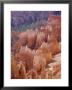 Rock Hoodoos From Sunset Point, Bryce Canyon National Park, Utah, Usa by Gavin Hellier Limited Edition Print