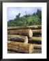 Logging In The Rain Forest, Island Of Borneo, Malaysia by Anthony Waltham Limited Edition Print