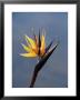 Bird Of Paradise Flower (Strelitzia Reginae), Cape Town, South Africa, Africa by James Hager Limited Edition Print