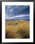 Tussock Landscape, Southland, New Zealand by Jon Arnold Limited Edition Print
