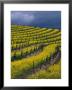 Springtime Mustard Blooms, Carneros Ava., Napa Valley, California by Karen Muschenetz Limited Edition Print