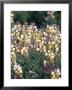 Spring Lupine, Painted Hills National Monument, Oregon, Usa by Terry Eggers Limited Edition Print