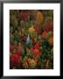 Fall Colours Of The Forest, Lubec, Maine, Usa by Jim Wark Limited Edition Print