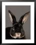Rex Rabbit At The Sunset Zoo, Kansas by Joel Sartore Limited Edition Print
