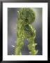 Close View Of Fern Fiddleheads by Darlyne A. Murawski Limited Edition Print