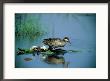 A Red-Billed Teal, Also Called Red-Billed Pintail, Forages In A Pool by Beverly Joubert Limited Edition Pricing Art Print