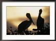 Pelicans Silhouetted At Sunset by Bill Curtsinger Limited Edition Pricing Art Print