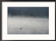 Pelican Swimming In Steamy Yellowstone River by Norbert Rosing Limited Edition Print