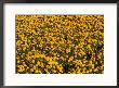 Marigolds In Bloom On A Commercial Flower Farm by Marc Moritsch Limited Edition Print