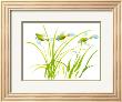 Fishes by Aurore De La Morinerie Limited Edition Print
