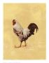 Country Rooster Ii by Consuelo Gamboa Limited Edition Print