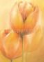 Romantic Tulips by Alicia Sloan Limited Edition Print
