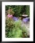 Papaver Somniferum Pink Peony (Opium Poppy), Bright Pink Flowers And Blue Green Seedheads by Mark Bolton Limited Edition Print