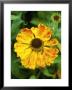 Helenium, Waldtraut (Helens Flower), Flower With Yellow Petals Diffused With Red, Bee Feeding by Mark Bolton Limited Edition Print