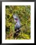 Black Palm Cockatoo, Crest Erect, Zoo Animal by Stan Osolinski Limited Edition Pricing Art Print