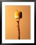 Roasted Marshmallow On A Stick by Ernie Friedlander Limited Edition Pricing Art Print