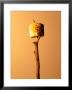 Roasted Marshmallow On A Stick by Ernie Friedlander Limited Edition Print