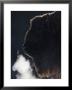 European Bison, Close-Up Portrait Of Adult Female Showing Backlit Breath (Captive), Scotland by Mark Hamblin Limited Edition Print
