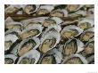 Oysters On The Half-Shell Glisten With Briny Sweetness by Nicole Duplaix Limited Edition Pricing Art Print