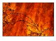 Fire Consumes The Prairie by Joel Sartore Limited Edition Print