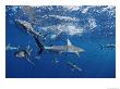A School Of Gray Reef Sharks Swim In Different Directions by Bill Curtsinger Limited Edition Print