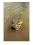 Close View Of The Head Of An Anaconda Swimming In A River by Ed George Limited Edition Print