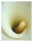 Close-Up Of Calla Lily by Steven Baratz Limited Edition Pricing Art Print