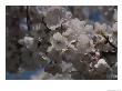 Close View Of A Burst Of White And Pink Cherry Blossoms by Stephen St. John Limited Edition Print
