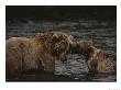 Two Grizzly Bears Tussle Playfully In The Shallows Of Knight Inlet by Joel Sartore Limited Edition Print